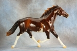 Glossy Dappled Chestnut Sabino Pacer