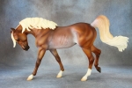 Flaxen Chestnut Rabicano Arabian Mare