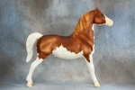 Pearly Dappled Chestnut Splash Pinto Morgan