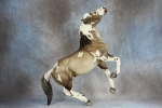 Grullo Tobiano with Cat Tracks Semi-Rearing Mustang