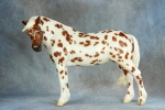 Appaloosa Pony Mare & Foal Welsh Mountain Pony Mare
