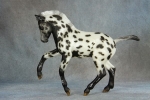 Appaloosa Pony Mare & Foal Welsh Mountain Pony Foal