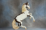 Flaxen Liver Chestnut Sabino Frame Overo