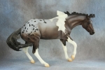 Blue Roan Pintaloosa Working Cow Horse