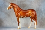 Glossy Bright Chestnut Sabino German Riding Pony