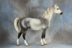 Star Dapple Grey Proud Arabian Mare