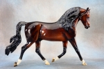 Glossy Dapple Bay with Blue Interference Trotting Morgan