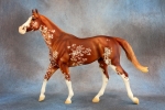 Chestnut Sabino