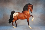 Dapple Bay Blanket Appaloosa Sherman Morgan