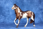 Liver Chestnut Overo Smart Chic Olena