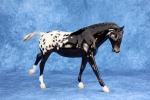 Glossy Sun-Faded Black Blanket Appaloosa Cantering Welsh Pony