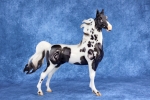 Glossy Piebald Tobiano with Cat Tracks American Saddlebred Stallion