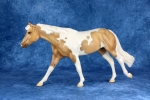 Chalky Dapple Palomino Tobiano Roxy