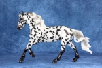 Black Leopard Mustang Mare